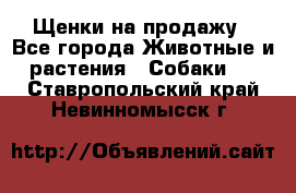 Щенки на продажу - Все города Животные и растения » Собаки   . Ставропольский край,Невинномысск г.